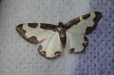 <i>Lomaspilis marginata</i>