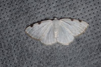 <i>Lomographa bimaculata</i>