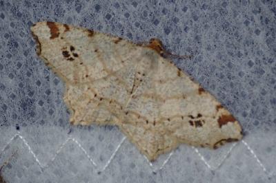 <i>Macaria notata</i>