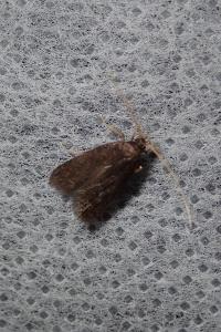 <i>Lecithocera</i>