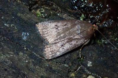 <i>Amphipyra tragopoginis</i>