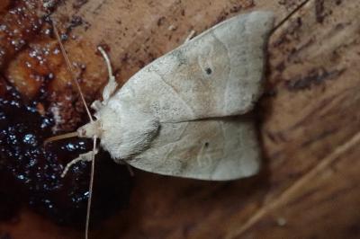 <i>Cosmia trapezina</i>