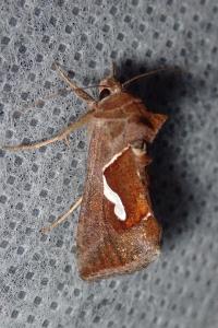 <i>Macdunnoughia confusa</i>