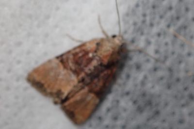 <i>Mesoligia furuncula</i>