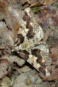 <i>Agriopis leucophaearia</i>