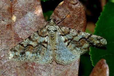<i>Agriopis leucophaearia</i>