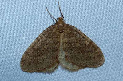 <i>Operophtera brumata</i>