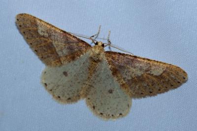 <i>Phigaliohybernia marginaria</i>