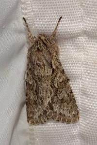 <i>Xylocampa areola</i>
