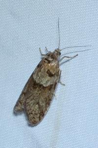 <i>Tortricodes alternella</i>