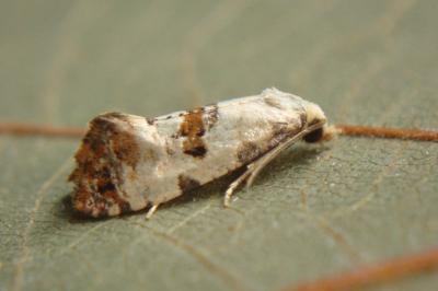 <i>Cochylis hybridella</i>