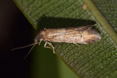 <i>Tortricodes alternella</i>
