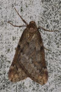 <i>Alsophila aescularia</i>
