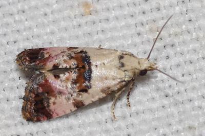 <i>Cochylis hybridella</i>