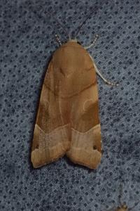 <i>Noctua fimbriata</i>