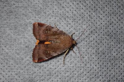 <i>Noctua janthe/janthina</i>