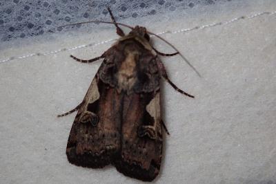 <i>Xestia c-nigrum</i>