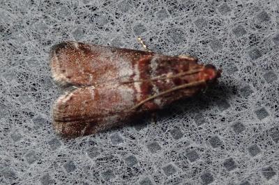 <i>Acrobasis advenella</i>