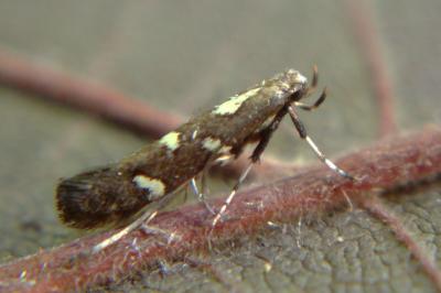 <i>Calybites phasianipennella</i>
