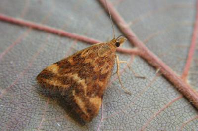 <i>Pyrausta despicata</i>