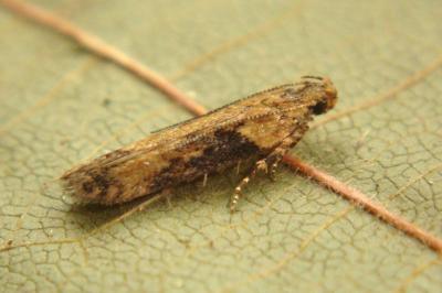 <i>Scrobipalpa costella</i>