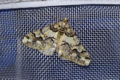 <i>Agriopis leucophaearia</i>