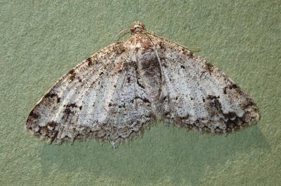 <i>Paradarisa consonaria</i>
