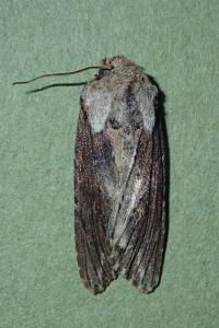 <i>Egira conspicillaris</i>
