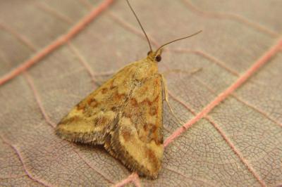 <i>Pyrausta despicata</i>