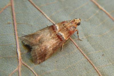 <i>Acrobasis tumidana</i>