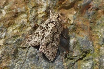 <i>Xylocampa areola</i>