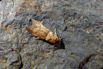 <i>Tortricodes alternella</i>