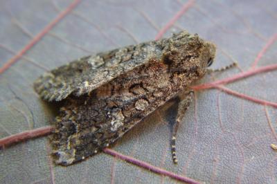 <i>Mamestra brassicae</i>