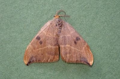 <i>Watsonalla binaria</i>