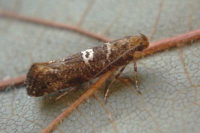 <i>Acrolepiopsis assectella</i>