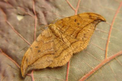 <i>Drepana curvatula</i>