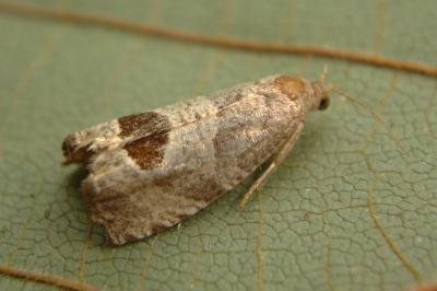 <i>Notocelia uddmanniana</i>