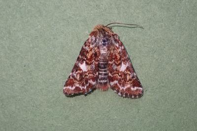 <i>Anarta myrtilli</i>