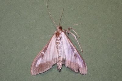 <i>Cydalima perspectalis</i>