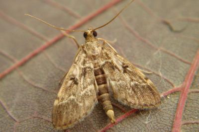<i>Duponchelia fovealis</i>