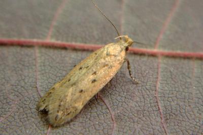 <i>Bryotropha desertella/politella/terrella</i>