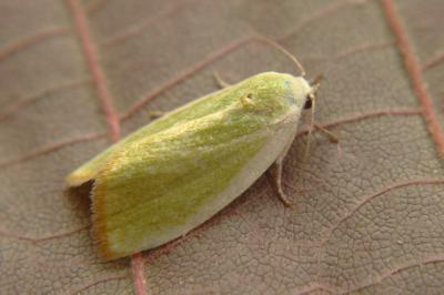 <i>Earias clorana</i>