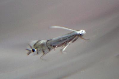 <i>Phyllocnistis ramulicola/saligna</i>
