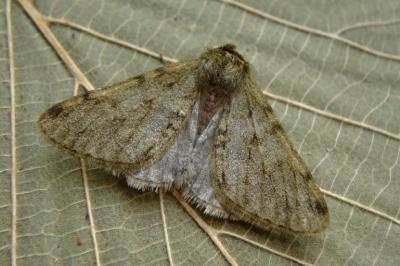 <i>Phigalia pilosaria</i>