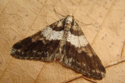 <i>Agriopis leucophaearia</i>