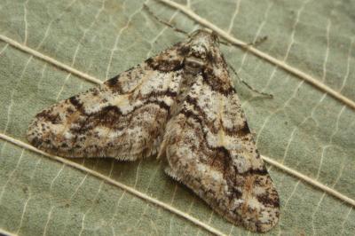 <i>Agriopis leucophaearia</i>