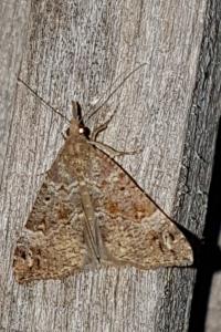 <i>Hypena obsitalis</i>