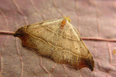 <i>Laspeyria flexula</i>
