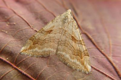 <i>Aplocera efformata</i>