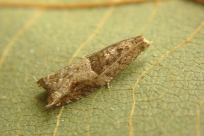 <i>Rhopobota naevana</i>